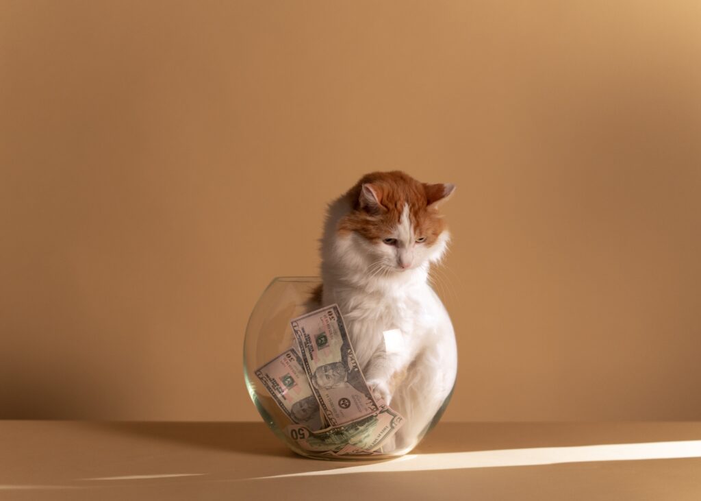 Save Money Cat
