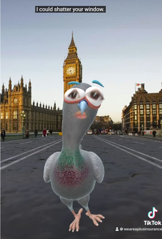 This Pigeon Has Threats And A Lesson About Comprehensive Coverage